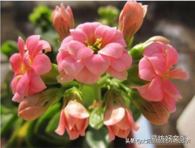 多肉植物长寿花至今未开花,怎么才能让它开花?