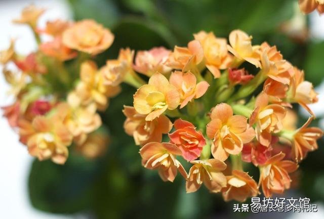 多肉植物长寿花至今未开花,怎么才能让它开花?