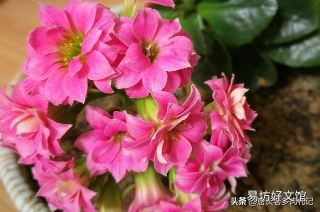 多肉植物长寿花至今未开花,怎么才能让它开花?