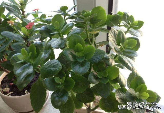 多肉植物长寿花至今未开花,怎么才能让它开花?