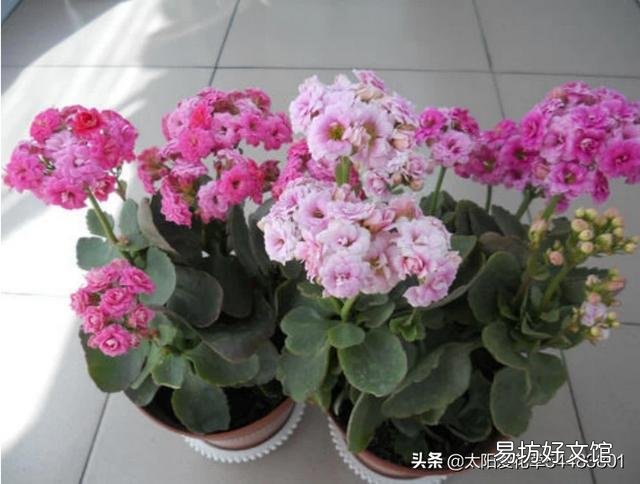 多肉植物长寿花至今未开花,怎么才能让它开花?