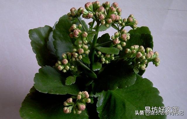 多肉植物长寿花至今未开花,怎么才能让它开花?