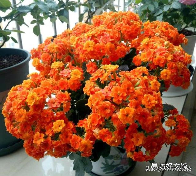 多肉植物长寿花至今未开花,怎么才能让它开花?
