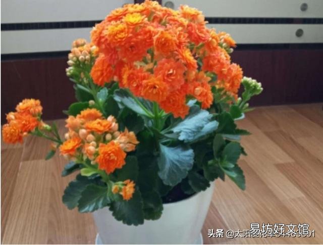 多肉植物长寿花至今未开花,怎么才能让它开花?