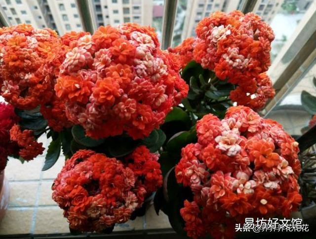 多肉植物长寿花至今未开花,怎么才能让它开花?