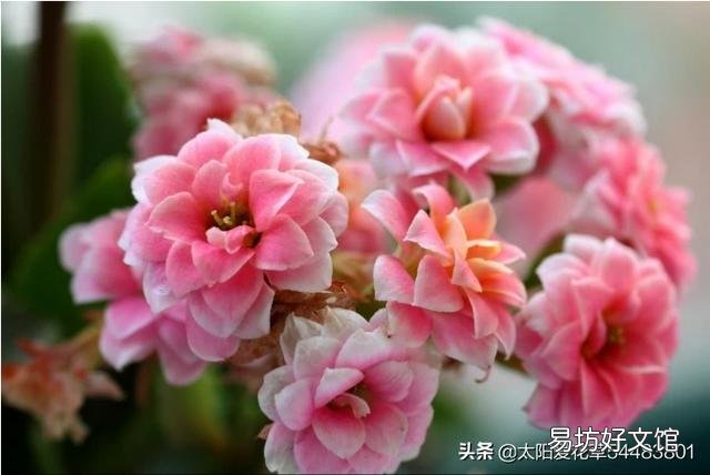 多肉植物长寿花至今未开花,怎么才能让它开花?