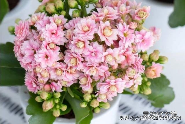 多肉植物长寿花至今未开花,怎么才能让它开花?