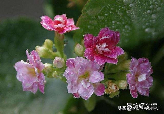 多肉植物长寿花至今未开花,怎么才能让它开花?