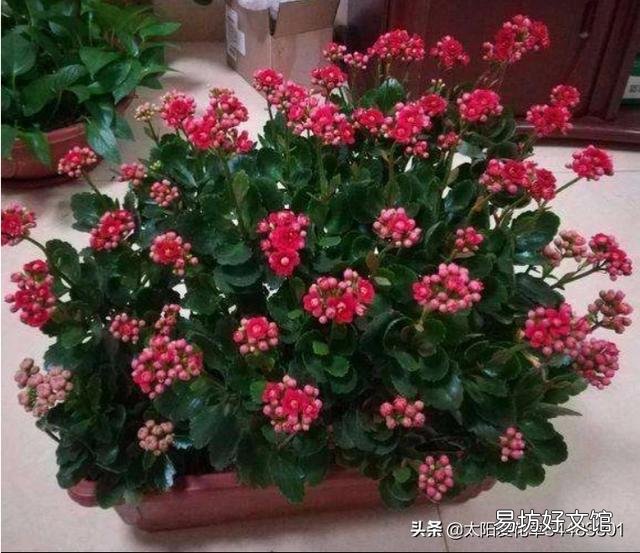 多肉植物长寿花至今未开花,怎么才能让它开花?
