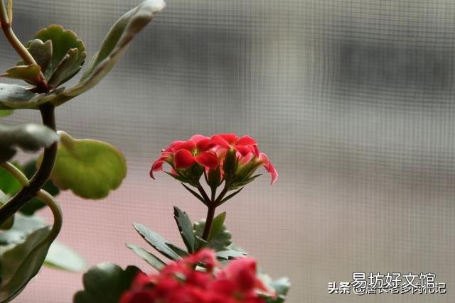 多肉植物长寿花至今未开花,怎么才能让它开花?