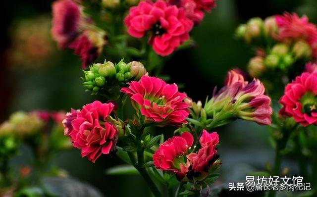 多肉植物长寿花至今未开花,怎么才能让它开花?