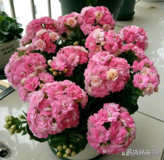 多肉植物长寿花至今未开花,怎么才能让它开花?