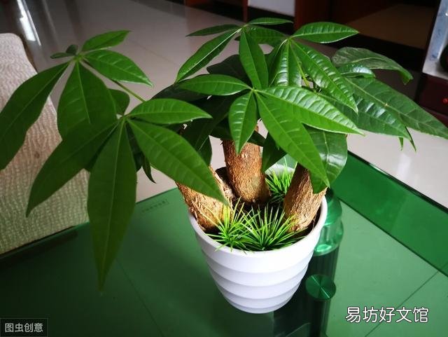 发财树冬天怎么养？
