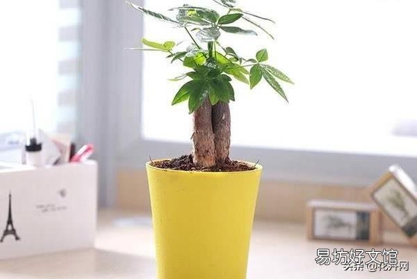 发财树冬天怎么养？