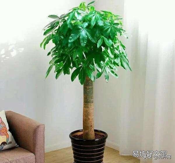 发财树冬天怎么养？