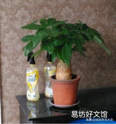 发财树冬天怎么养？