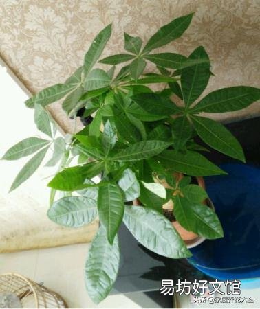 发财树冬天怎么养？