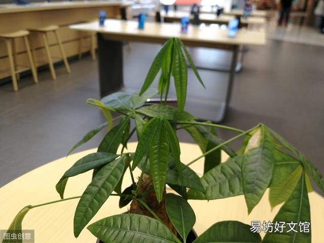 发财树冬天怎么养？