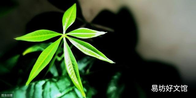 发财树冬天怎么养？