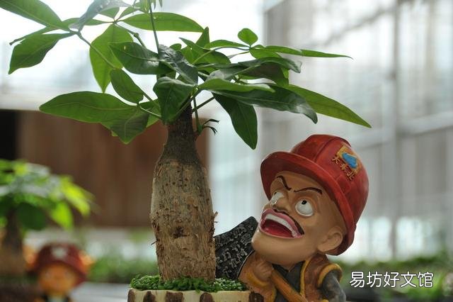 发财树冬天怎么养？