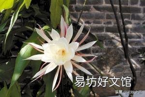 我养的昙花为什么不开花?怎么养好?