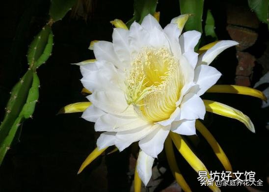 我养的昙花为什么不开花?怎么养好?