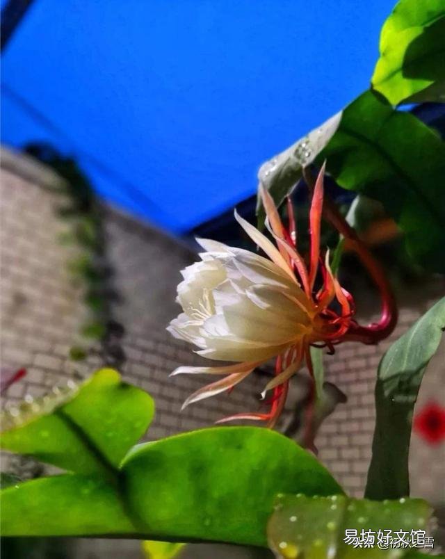 我养的昙花为什么不开花?怎么养好?