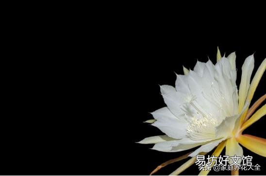 我养的昙花为什么不开花?怎么养好?