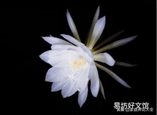 我养的昙花为什么不开花?怎么养好?