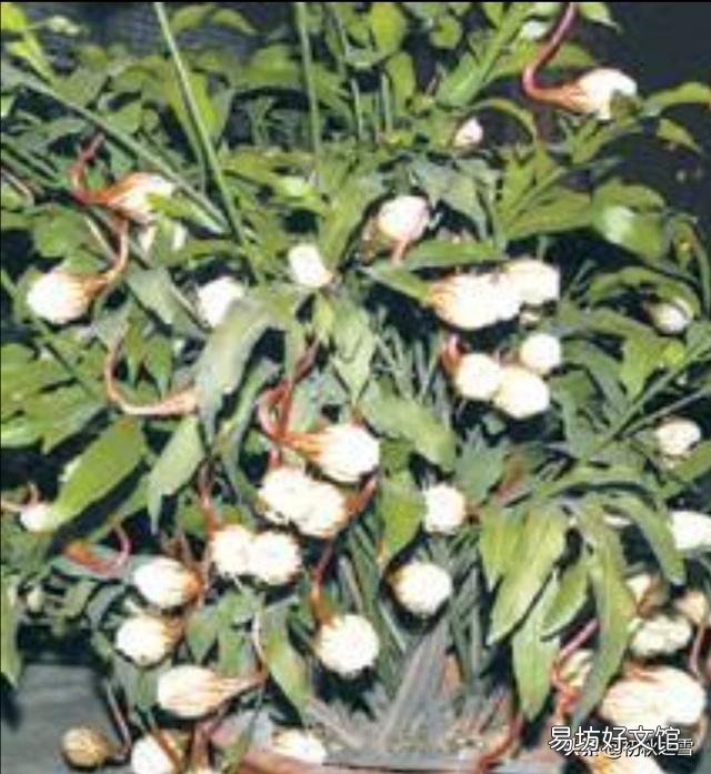 我养的昙花为什么不开花?怎么养好?