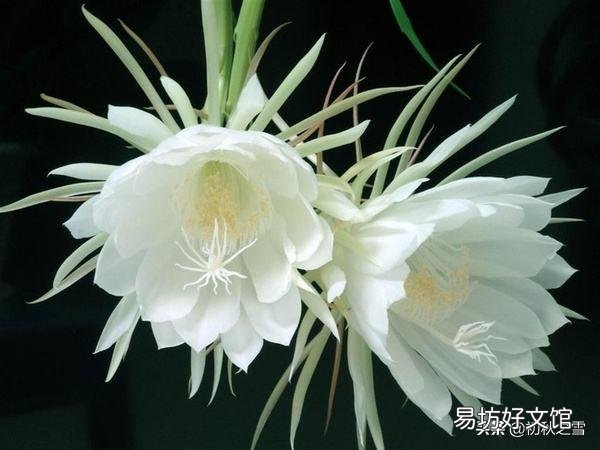 我养的昙花为什么不开花?怎么养好?