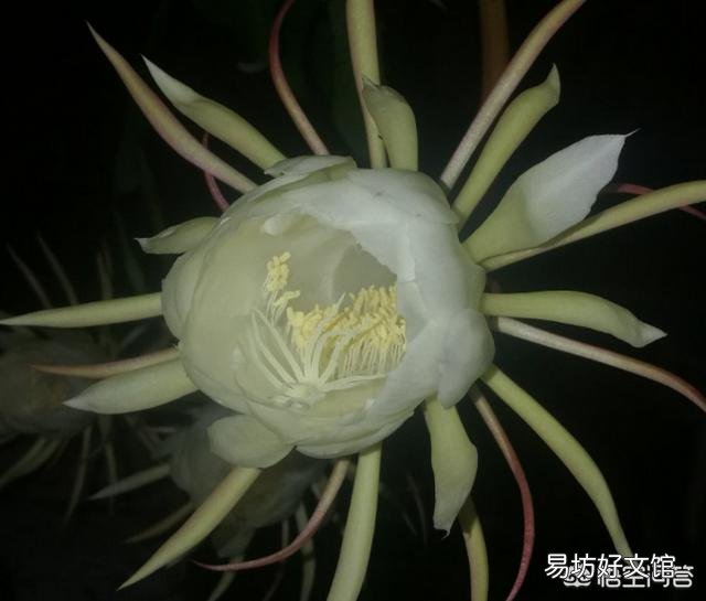 我养的昙花为什么不开花?怎么养好?