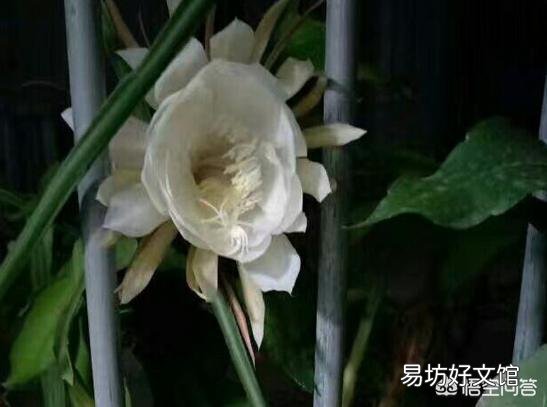 我养的昙花为什么不开花?怎么养好?