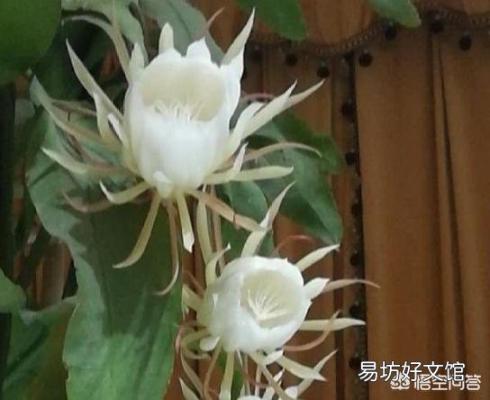 我养的昙花为什么不开花?怎么养好?