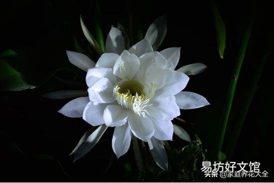 我养的昙花为什么不开花?怎么养好?