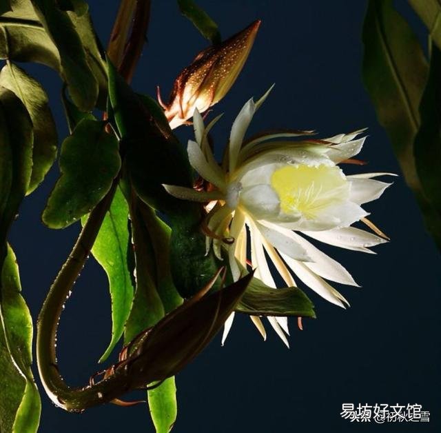 我养的昙花为什么不开花?怎么养好?