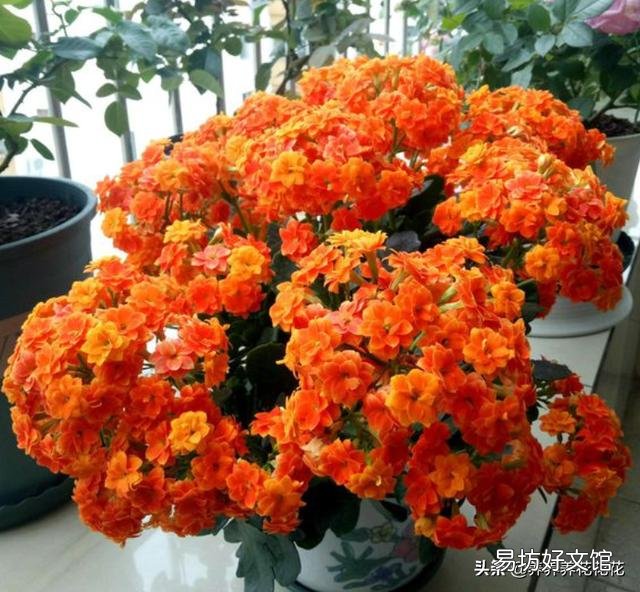 长寿花开苞后能施肥妈?