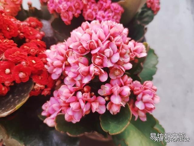 长寿花开苞后能施肥妈?