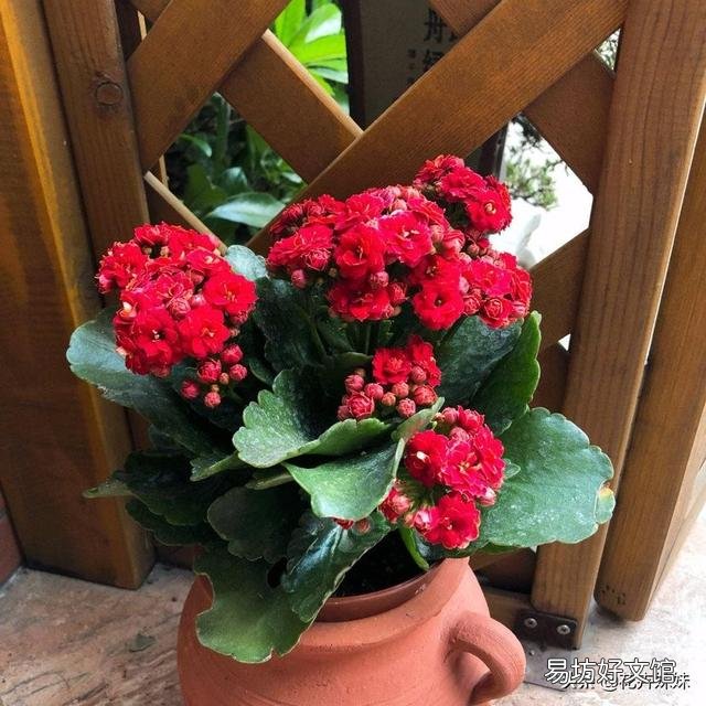 长寿花开苞后能施肥妈?