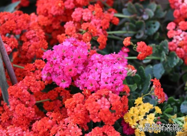 长寿花开苞后能施肥妈?