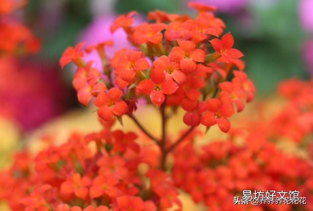 长寿花开苞后能施肥妈?