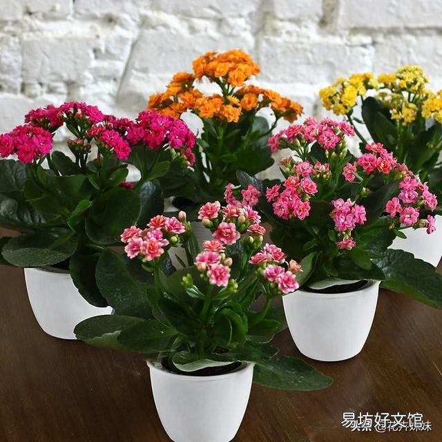 长寿花开苞后能施肥妈?