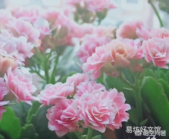 长寿花开苞后能施肥妈?