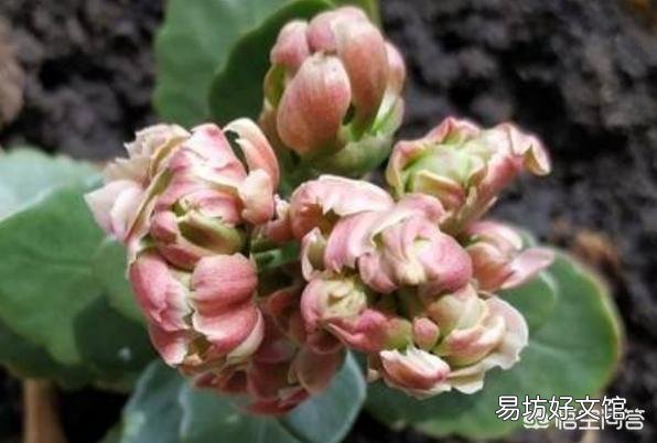 长寿花开苞后能施肥妈?