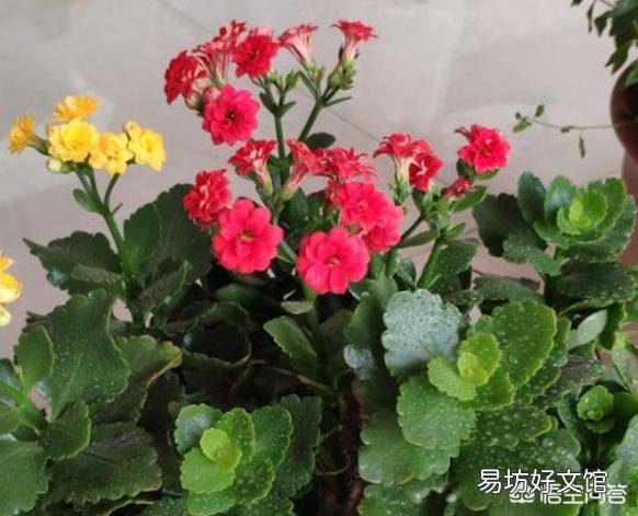 长寿花开苞后能施肥妈?
