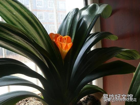 君子兰叶子夹剑怎么办?