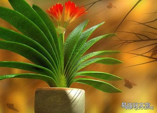 君子兰叶子夹剑怎么办?