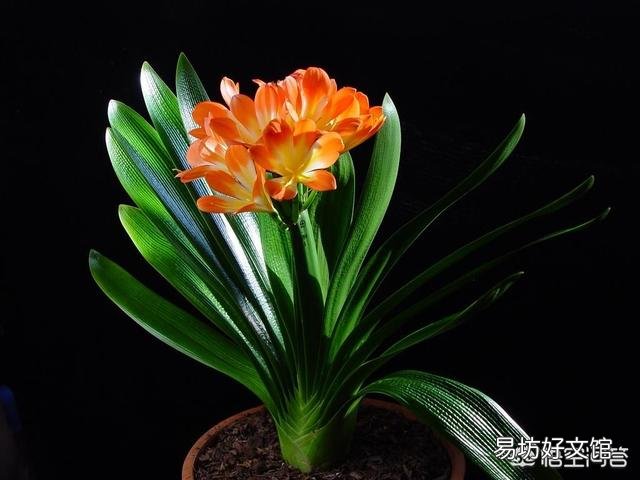 君子兰叶子夹剑怎么办?