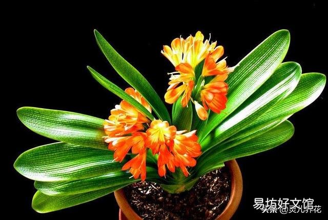 君子兰叶子夹剑怎么办?