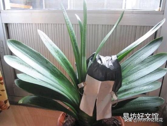 君子兰叶子夹剑怎么办?